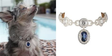 most expensive dog accessories